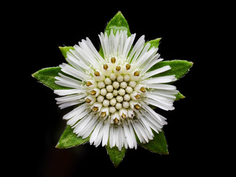  Selective focus photo, Flower of Eclipta Alba, Eclipta Prostrata or Bhringraj, also known as Fake Daisy, isolated on dark background, herbal medicinal plant effective in Ayurvedic medicine.