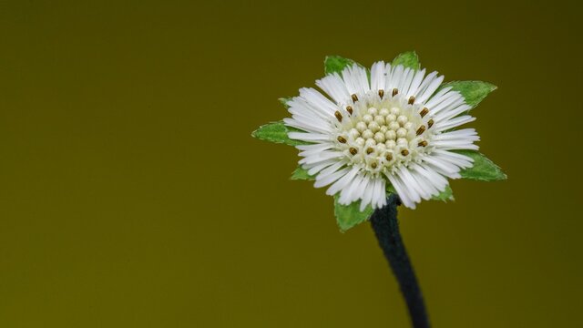 Photo of Eclipta Alba, Eclipta Prostrata or Bhringraj flowers, also known as False Daisy, on green background, herbal medicinal plants effective in Ayurvedic medicine.