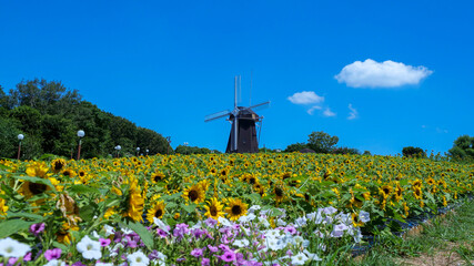 風車とヒマワリ
