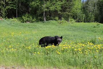 Great bear plays and watching in Banff National Park. A Bear search some food and walking through...