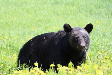 Obraz na płótnie Canvas Great bear plays and watching in Banff National Park. A Bear search some food and walking through the grass. Amazing animal just wonderful