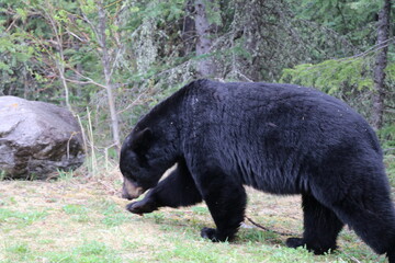 Great bear plays and watching in Banff National Park. A Bear search some food and walking through the grass. Amazing animal just wonderful