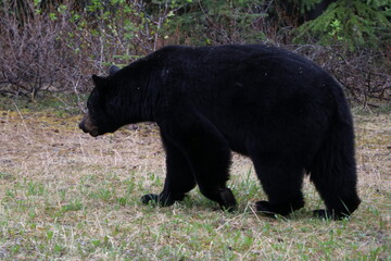 Great bear plays and watching in Banff National Park. A Bear search some food and walking through the grass. Amazing animal just wonderful