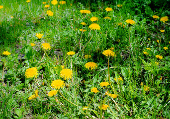 Blooming yellow dandelions on  green lawn. Botany. Wild meadow grasses.