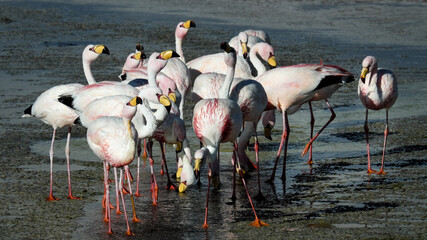 Bolivia Laguna Colorada Pink Flamingo