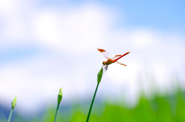 赤とんぼ © hamatti