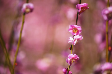 Fototapeta premium はるがきた