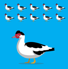 Obraz premium Animal Animation Sequence Muscovy Duck Cartoon Vector