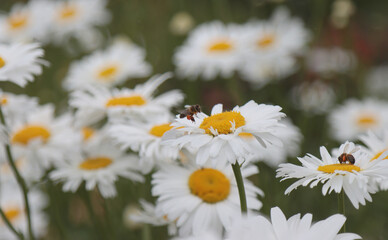 Insects bees collecting pollen from daisies.