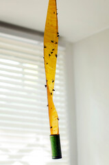 sticky tape for flies, with sticky flies