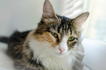 Portrait of a beautiful domestic cat, close-up.