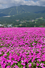 Fototapeta premium ペチュニア