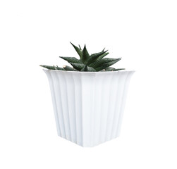 Haworthia Limifolia Succulent (Fairy Washboard) in White Pot with White Background