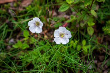 Flores blancas 