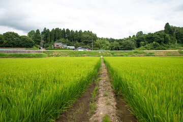 真夏の東北地方の田んぼ