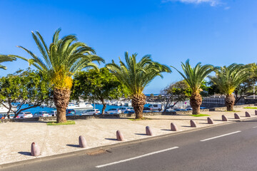 Fototapeta premium Dattiers sur le port de Saint-Pierre, île de la Réunion 