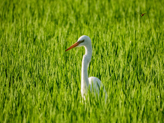 小牧山城の見える農村部の自然
稲田のシラサギと赤とんぼ