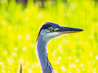 小牧山城の見える農村部の自然
アオサギのアップ
