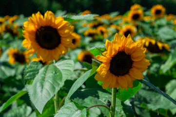 champ de tournesols