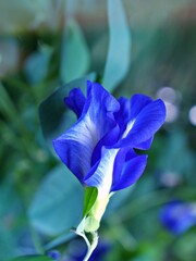 Macro Blue flower Asian pigeonwings Clitoria ternatea bluebellvine blue pea butterfly pea cordofan pea ,darwin pea ,tropical flowering plants ,soft selective focus for pretty background ,copy space