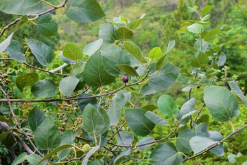 Branches of fig tree with fig