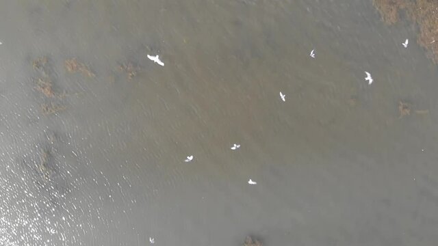Kalmykia, nature reserve. A colony of pelicans is resting in shallow water.
