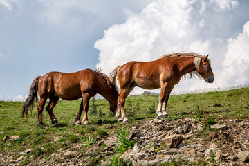 Free horses in the Parang Mountains, Romania