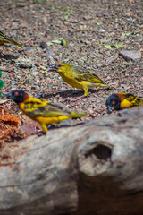Obraz premium Aves comiendo arroz
