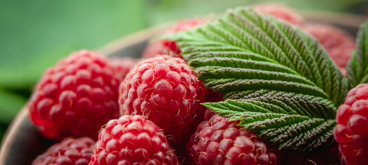 Fresh ripe juicy and appetizing raspberries and green leaves. Closeup