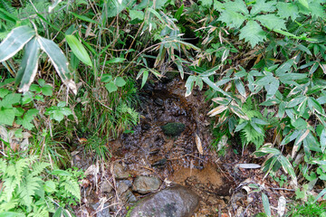 福島県、新潟県、群馬県にある尾瀬ヶ原をハイキングしている風景 Scenery of hiking in Ose-ga-hara in Fukushima, Niigata and Gunma prefectures.