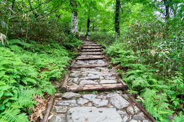 Obraz premium 福島県、新潟県、群馬県にある尾瀬ヶ原をハイキングしている風景 Scenery of hiking in Ose-ga-hara in Fukushima, Niigata and Gunma prefectures.