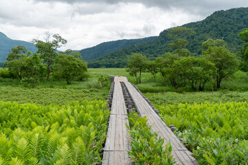 Fototapeta na wymiar 福島県、新潟県、群馬県にある尾瀬ヶ原をハイキングしている風景 Scenery of hiking in Ose-ga-hara in Fukushima, Niigata and Gunma prefectures.