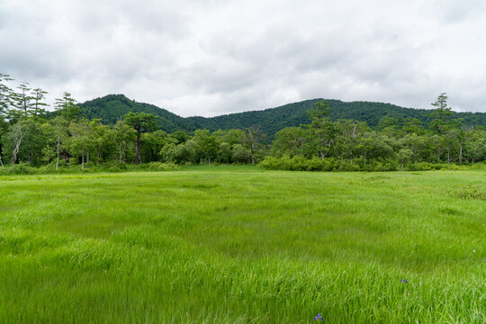 福島県、新潟県、群馬県にある尾瀬ヶ原をハイキングしている風景 Scenery of hiking in Ose-ga-hara in Fukushima, Niigata and Gunma prefectures.