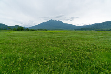 Fototapeta premium 福島県、新潟県、群馬県にある尾瀬ヶ原をハイキングしている風景 Scenery of hiking in Ose-ga-hara in Fukushima, Niigata and Gunma prefectures.