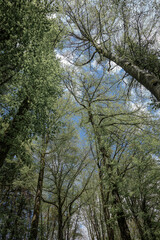 trees in the woods