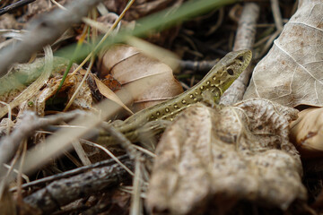 Naklejka premium lizard on a rock