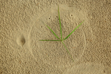 ant lion footprints in the sand insect predator larva hole in the ground