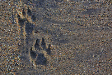 footprints in the sand dog abstract background texture beach