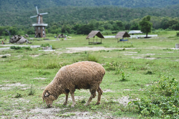 Obraz premium Sheep looking for food in the meadow with turbine house and mountain on the background.