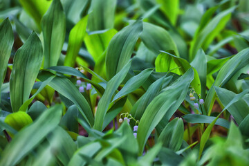 Fototapeta premium lilies of the valley leaves green background, nature fresh green garden texture