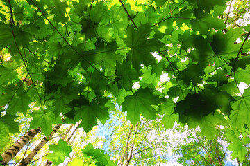 Fototapeta na wymiar branches leaves summer maple green background tree fresh growth