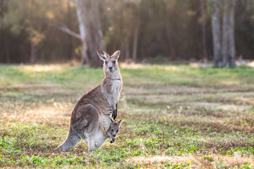 Kangaroo with joey in her pouch looking at camera in the morning light in open bushland.
