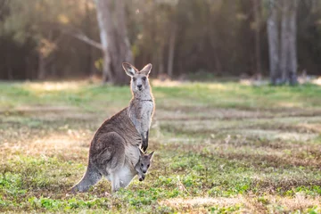 Fotobehang Kangaroo with joey in her pouch looking at camera in the morning light in open bushland. © jodie777
