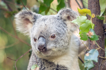 Close up of koala’s head looking off to the side surrounded by eucalyptus leaves
