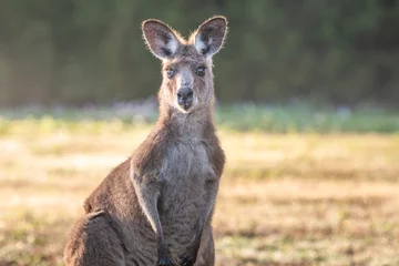Fotobehang Single kangaroo facing the camera in the morning light. © jodie777