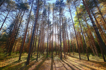 Obraz premium sunny summer day in green park, beautiful landscape trees background