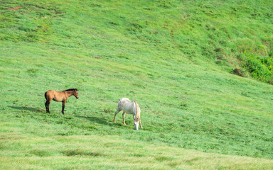 Naklejka na ściany i meble Two horses eating grass together in the field, hill with two horses eating grass, two horses in a meadow