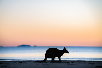 Silhouette of a wallaby crouching down with the colours of dawn behind it.