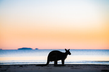 Silhouette of a wallaby looking up with the colours of dawn behind it.