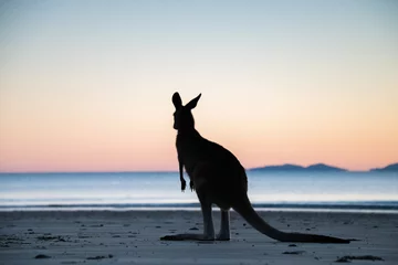 Gordijnen Silhouette of a kangaroo standing up with the colours of dawn behind it. © jodie777